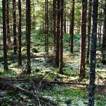 Schweden_Wald2