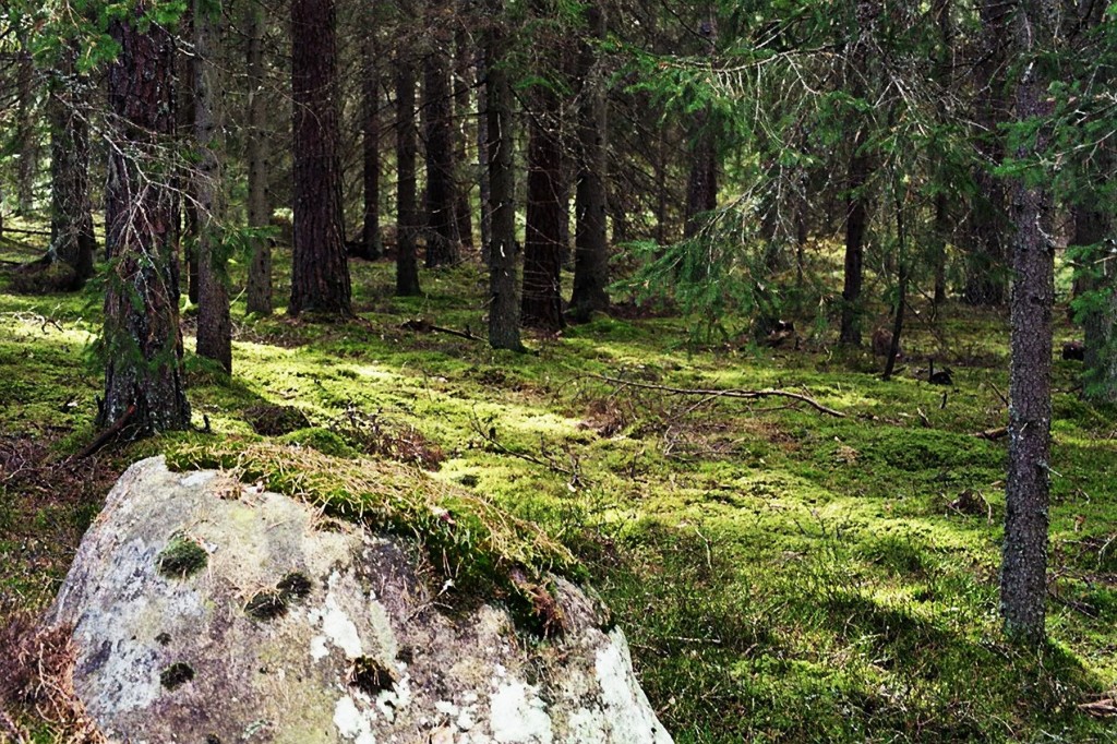 Schwedenwald