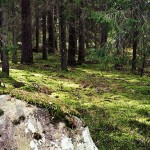Schwedenwald