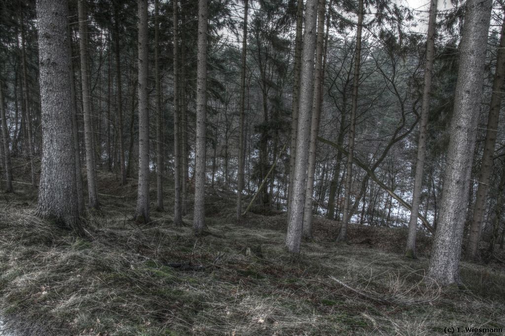 Wald HDR 1